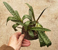 4" Scilla Violacea Leopard Lily